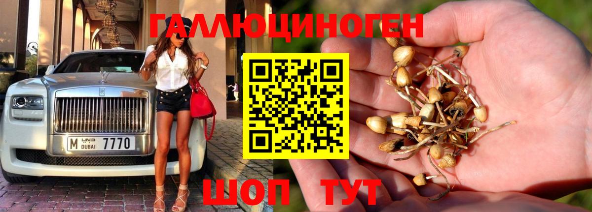 Псилоцибиновые грибы мицелий Абакан